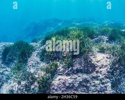 La Posidonia Oceanica, conosciuta anche come erba di Nettuno, è una macchia endemica del Mediterraneo. È comunemente scambiato con le alghe ma è una pianta. Foto Stock