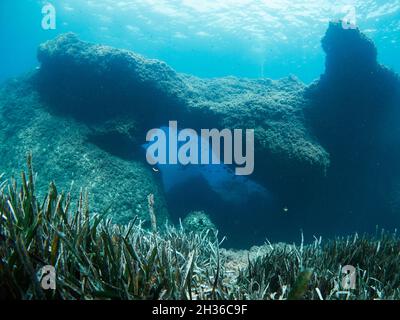 La Posidonia Oceanica, conosciuta anche come erba di Nettuno, è una macchia endemica del Mediterraneo. È comunemente scambiato con le alghe ma è una pianta. Foto Stock