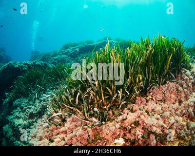 La Posidonia Oceanica, conosciuta anche come erba di Nettuno, è una macchia endemica del Mediterraneo. È comunemente scambiato con le alghe ma è una pianta. Foto Stock