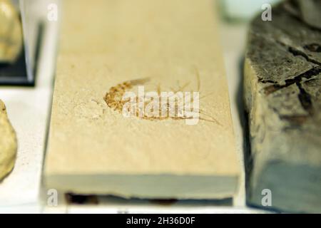 Fossile di un gamberetto o gamberetto. Aeger Tipularius. Foto Stock