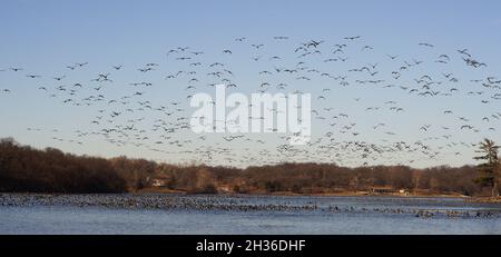 Splendida vista di un gregge di oche canadesi che si innalzano sul lago Wyanotte County, USA Foto Stock