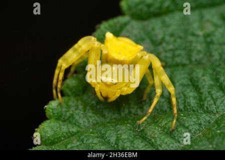 Ragno di granchio giallo, Misumena vatia, Satara, Maharashtra, India Foto Stock