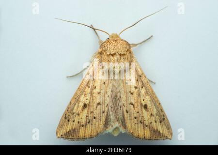 Specie di falene di seta, Satara, Maharashtra, India Foto Stock