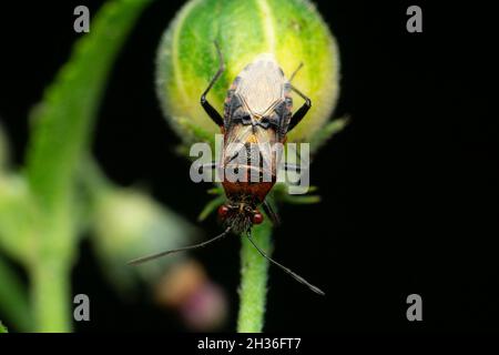 Rosso puzzolente, Satara, Maharashtra, India Foto Stock