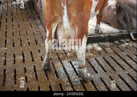 Mucca in una stalla di una fattoria olandese. Foto Stock