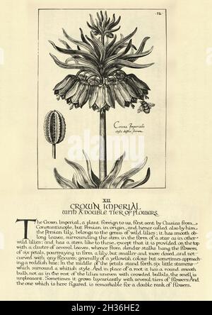 Stampa botanica di Corona Imperialis, Fritillaria imperialis, corona imperiale, fritillario imperiale, da Hortus Floridus di Crispin de Passe, Vinta Foto Stock