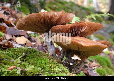 funghi nei boschi di muschio Foto Stock