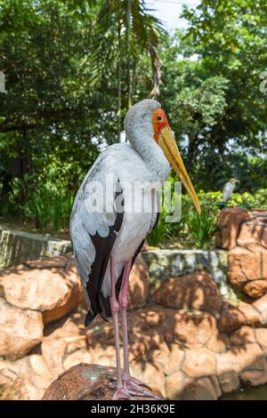 La cicogna si erge su una pietra. Malesia Foto Stock