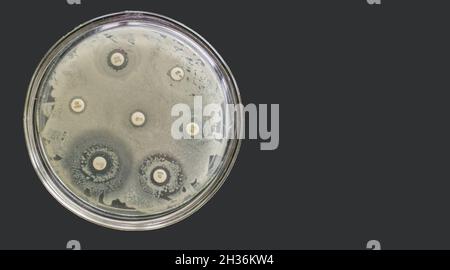 Test di sensibilità antimicrobica antibatterica antibiale antibiogramma Foto Stock