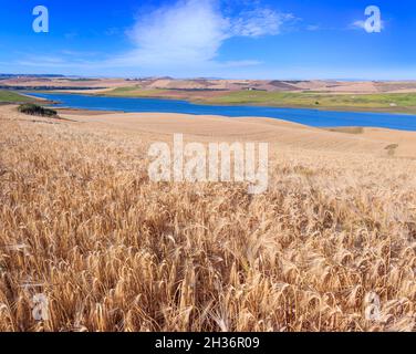 Tra Puglia e Basilicata: Lago Basentello (o Serra del Corvo) circondato da colline coltivate con campi di cereali nei pressi di Poggiorsini in Italia. Foto Stock