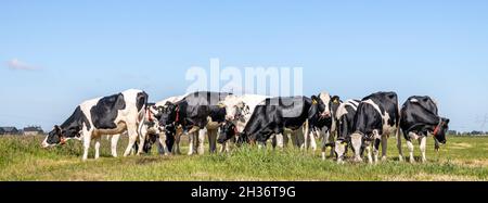 Gruppo di mucche insieme riunirsi in un campo, felice e gioioso e un cielo blu, una vista panoramica ampia Foto Stock