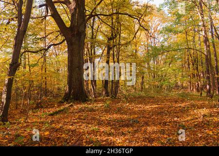 Foresta frondosa. Alberi e arbusti giovani crescono tra alberi alti e vecchi. È autunno, le foglie sono gialle. È una giornata di sole. Foto Stock