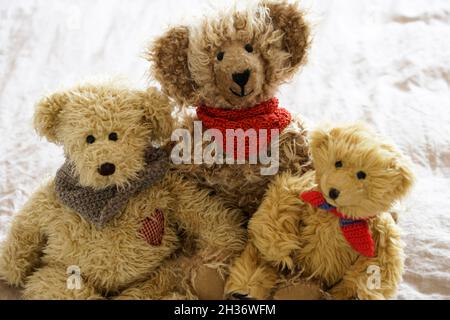 Teddy porta amici coccolati portati in vita Foto Stock