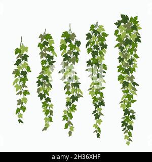 Vite Ivy, foglie verdi di una pianta superriduttore isolato su sfondo bianco. Illustrazione vettoriale in stile cartoon piatto. Illustrazione Vettoriale