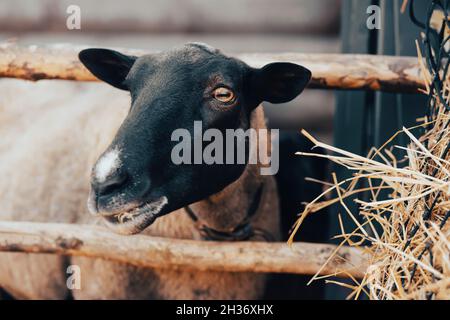 Un carino agnello mangia fieno secco in piedi in un paddock in una fattoria. Agricoltura e alimentazione di bestiame. Foto Stock