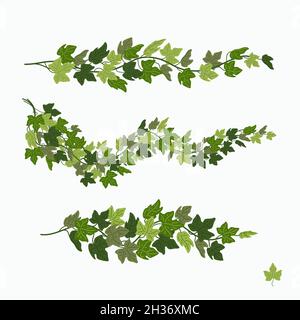 Vite Ivy, foglie verdi di una pianta superriduttore isolato su sfondo bianco. Illustrazione vettoriale in stile cartoon piatto. Illustrazione Vettoriale