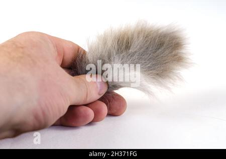 Una mano tiene un ciuffo di capelli grigi del gatto. Capelli maschi adulti e aggrovigliati su sfondo bianco. Primo piano. Messa a fuoco selettiva Foto Stock