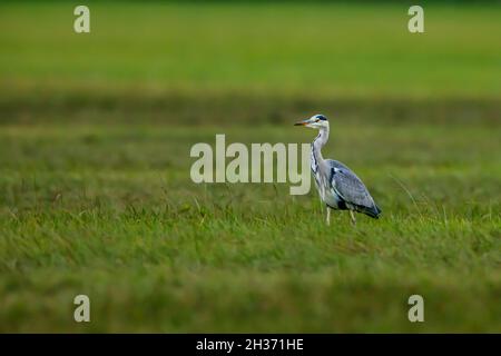 airone grigio ardea cinerea su un prato Foto Stock