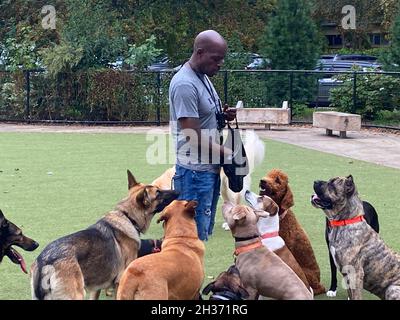 Il camminatore professionista del cane e l'addestratore funzionano con un pacchetto principalmente dei cani grandi a al cane gestito da Prospect Park, Brooklyn, New York. Foto Stock