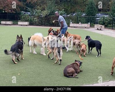 Il camminatore professionista del cane e l'addestratore funzionano con un pacchetto principalmente dei cani grandi a al cane gestito da Prospect Park, Brooklyn, New York. Foto Stock