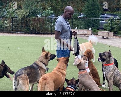 Il camminatore professionista del cane e l'addestratore funzionano con un pacchetto principalmente dei cani grandi a al cane gestito da Prospect Park, Brooklyn, New York. Foto Stock