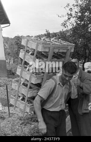 Erntehelfer bei der Erdbeerernte a Bühl, Deutschland 1930er Jahre. Fattoria stagionali operaio per la raccolta di fragole a Buehl, Germania 1930s. Foto Stock