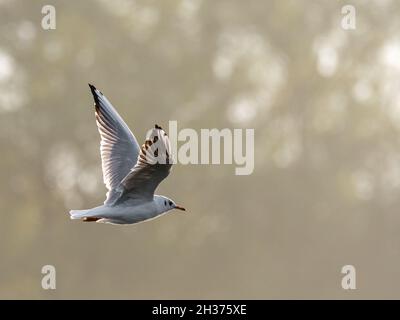 Gabbiani a testa nera in volo. Adulto non riproduttore Gulls testa nera con piumaggio invernale. Foto Stock