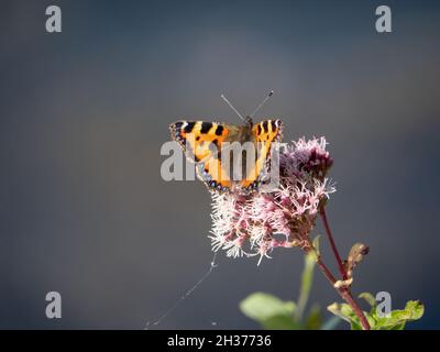 Piccolo Tortoiseshell aka Aglais urticae sulla canapa-agrimonia aka Eupatorium cannabinum. Con copyspace. Foto Stock