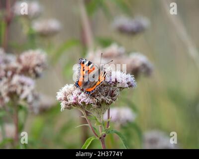 Piccolo Tortoiseshell aka Aglais urticae sulla canapa-agrimonia aka Eupatorium cannabinum. Foto Stock