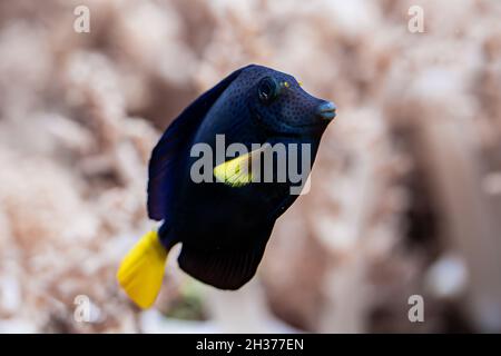 Sorprendente blu yellowtail tang o zebrasoma xanthurum nuoto sott'acqua su sfondo di barriere coralline. Fondo marino tropicale. Natura colorata calmante Foto Stock