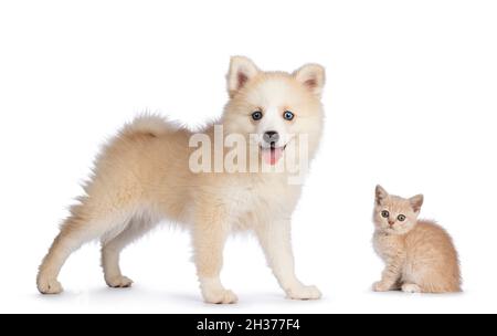 Adorabile cucciolo di Pomsky, in piedi con il gattino di gatto britannico Shortair. Guardando verso la fotocamera. Isolato su sfondo bianco Foto Stock