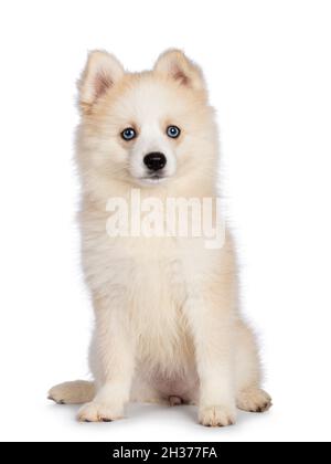 Adorabile cuccioli di cane Pomsky, seduto di fronte. Guardando verso una fotocamera con occhi blu. Isolato su sfondo bianco. Foto Stock