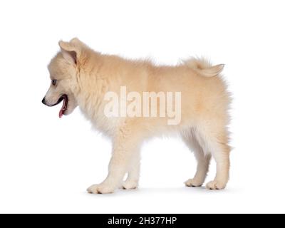 Adorabile cuccioli di cane Pomsky, in piedi lateralmente. Guardando lontano dalla fotocamera con occhi blu e bocca chiusa. Isolato su sfondo bianco. Foto Stock