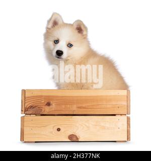 Adorabile cuccioli di cane Pomsky, seduto in gabbia di legno. Guardando verso la fotocamera con occhi blu e bocca chiusa. Isolato su sfondo bianco. Foto Stock