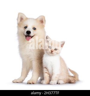 Adorabile cucciolo di cane Pomsky, seduto insieme al gattino di gatto britannico Shortair. Guardando verso la fotocamera. Isolato su sfondo bianco. Foto Stock