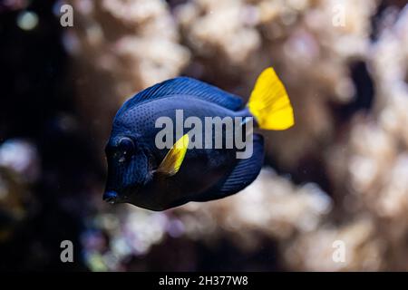 Sorprendente blu yellowtail tang o zebrasoma xanthurum nuoto sott'acqua su sfondo di barriere coralline. Fondo marino tropicale. Natura colorata calmante Foto Stock