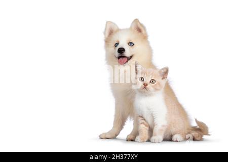 Adorabile cucciolo di cane Pomsky, seduto insieme al gattino di gatto britannico Shortair. Guardando lontano dalla fotocamera. Isolato su sfondo bianco. Foto Stock