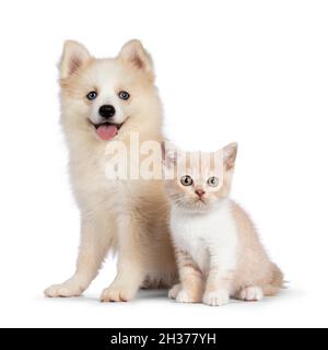 Adorabile cucciolo di cane Pomsky, seduto insieme al gattino di gatto britannico Shortair. Guardando verso la fotocamera. Isolato su sfondo bianco. Foto Stock