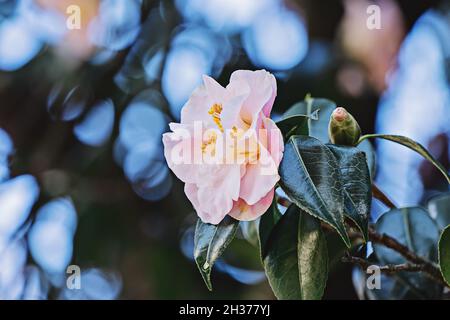 Camellia Japonica fiore closeup camellia giapponese naturale fiore su sfondo floreale realistico. Foto Stock