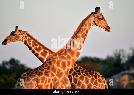 NAMIBIA, PARCO NAZIONALE ETOSHA, GIRAFES Foto Stock