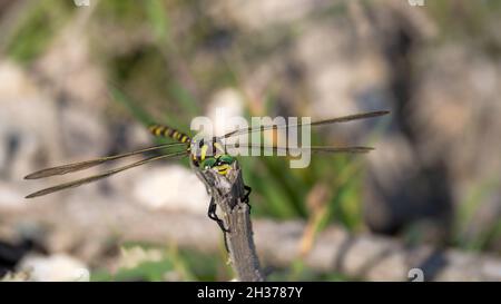 Dragonfly con anello d'oro, noto anche come Cordulegaster Boltonii su stelo, con faccia a macchina fotografica. Foto Stock