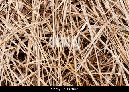 Paglia, fondo di tessuto di paglia secca, stile vintage per il design, paglia da erbacce, immagine di alta qualità Foto Stock