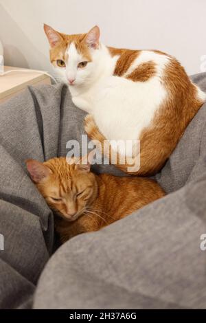 Primo piano adorabile felino concetto. Due gatti addomesticati relax o concetto di riposo. Grazioso tabby pigro zenzero e gatto bianco-rosso dorme comodamente su un bebacco grigio. Foto verticale di alta qualità Foto Stock