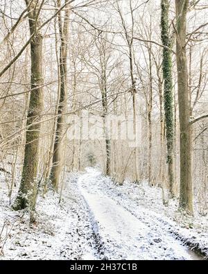 Una scena di vino del percorso coperto di neve attraverso il legno di Deepdale Foto Stock