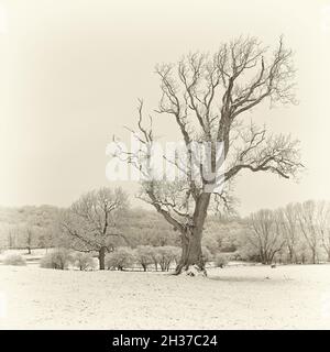 Alberi in ghiacciato paesaggio, la mattina dopo la nevicata. Foto Stock