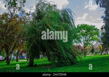 Fatih,Istanbul,Turchia-Ottobre-Mercoledì-2021: Un albero verde attorcigliato sulla riva del Corno d'Oro Foto Stock