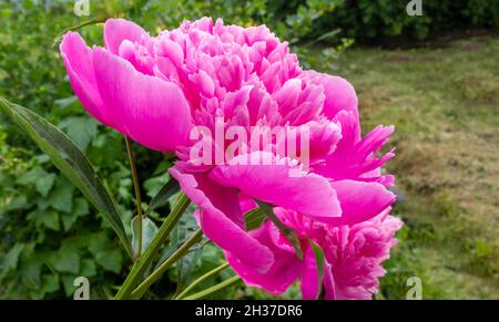 Fiori rosa di peonia in tempo di sole nel giardino Foto Stock