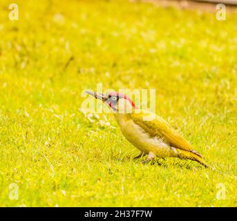 Alimentazione della Woodpecker verde per adulti nel Cotswolds Garden Foto Stock