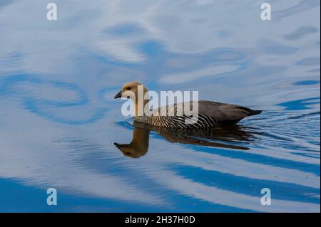 Un'oca montana femminile, Chloephaga picta, su un lago. Isola di Pebble, Isole Falkland Foto Stock