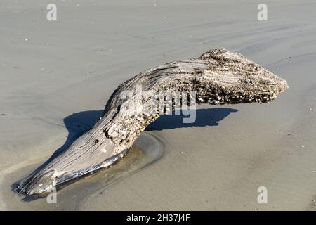 Grande pezzo di legno di driftwood che emerge da una piscina marea nella sabbia di una spiaggia costiera, parzialmente coperto di granai, aspetto orizzontale Foto Stock